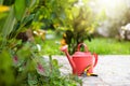 Garden tools. Gardening in summer. Watering can