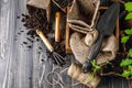 Garden tools with pot and soil seedlings Royalty Free Stock Photo