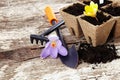 GArden tools shovel, rake, peat pots on old wooden background