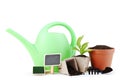 Garden tools with young green plant Royalty Free Stock Photo
