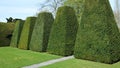 Garden Topiary