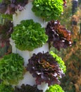 Garden Tower Sustainable Living Royalty Free Stock Photo