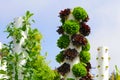 Garden Tower Sustainable Living Royalty Free Stock Photo