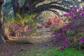 Garden Trail through Blooming Spring Azaleas