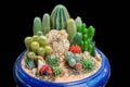 Garden tray of cactus in pot Royalty Free Stock Photo