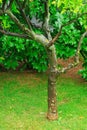 Garden tree