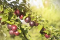 In the garden on a tree branch ripe plums. Sunny day Royalty Free Stock Photo