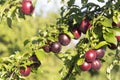 In the garden on a tree branch ripe plums. Sunny day Royalty Free Stock Photo