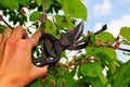 Garden Tree cutting shears hand Royalty Free Stock Photo