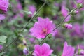 Garden tree mallow Lavatera olbia with veined pink flowers