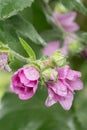 Garden tree-mallow Malva thuringiaca, budding pink flowers