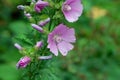 Garden tree-mallow, Malva thuringiaca Royalty Free Stock Photo