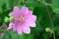 Garden tree-mallow Malva thuringiaca, pink flower