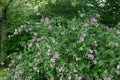 Garden tree-mallow Malva thuringiaca, pink flowering shrub