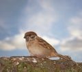 Garden tree sparrow, bird and branch with nature, balance and feather for rest with ornithology. Eurasian, autumn and