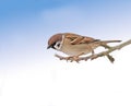 Garden tree sparrow, branch and bird with sky, balance and feather for rest with ornithology. Eurasian, autumn and