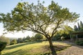 Garden tree sunlight Royalty Free Stock Photo