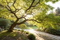 Garden tree sunlight Royalty Free Stock Photo