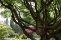 Garden Tree trunk Royalty Free Stock Photo