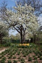 Garden with trees, flowers, vegetables and fruits