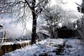 Garden Trees in Winter Snow Royalty Free Stock Photo