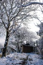 Garden Trees in Winter Snow Royalty Free Stock Photo