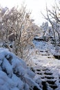 Garden Trees in Winter Snow Royalty Free Stock Photo