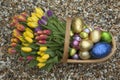 Garden trug fÃÂ¼ll of Easter eggs and Tulips