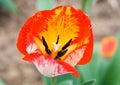 Garden tulip Royalty Free Stock Photo