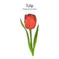 Garden tulip flower Tulipa gesneriana , ornamental plant
