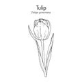 Garden tulip flower Tulipa gesneriana , ornamental plant