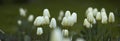 Garden tulip growing and thriving in a forest or field. Closeup of seasonal flowers blooming in a calm environment Royalty Free Stock Photo