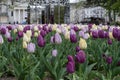 The background of the building behind the tulip garden.Pink, white, and purple tulips. Beautiful Background. Royalty Free Stock Photo