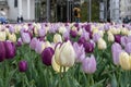 The background of the building behind the tulip garden.Pink, white, and purple tulips. Beautiful Background. Royalty Free Stock Photo