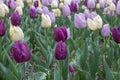 garden of different colored tulle flowers - Pink, white, and purple tulips. Beautiful Background. austria, vienna - 26 April 2023 Royalty Free Stock Photo