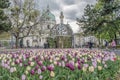 garden tulip. Pink, white, and purple tulips. beautiful background Royalty Free Stock Photo