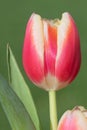 Garden tulip (tulipa gesneriana