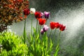 Garden of tulips with backlit water spray. Royalty Free Stock Photo