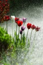 Garden of tulips with backlit water spray. Royalty Free Stock Photo