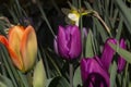 The garden with tulips, the most beautiful spring flowers Royalty Free Stock Photo