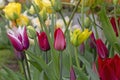 The garden with tulips, the most beautiful spring flowers Royalty Free Stock Photo