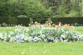 Garden with tulips and pansies Royalty Free Stock Photo
