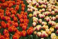 Garden of tulips, spring colorful Royalty Free Stock Photo