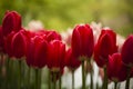 Garden of tulips, spring colorful Royalty Free Stock Photo