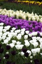 Garden of tulips, spring colorful Royalty Free Stock Photo