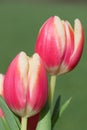 Garden tulips (tulipa gesneriana