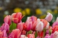 Garden tulips (tulipa gesneriana