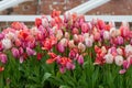 Garden tulips (tulipa gesneriana