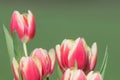 Garden tulips (tulipa gesneriana