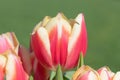 Garden tulips (tulipa gesneriana